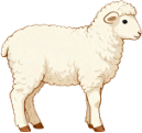 Lamb